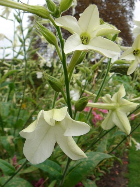 Nicotiana alata 'Blanc pur'